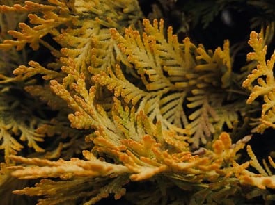 Your Evergreen Is Turning Yellow, Here’s When It’s Normal and When to Worry featured image