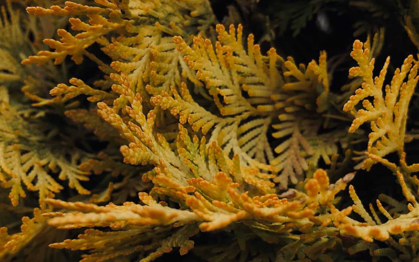 Close-up of yellow-green evergreen foliage with detailed needle-like leaves.