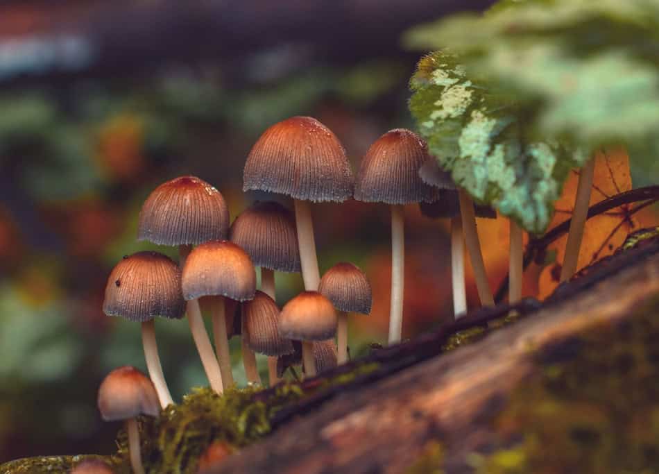 Group of brown mushrooms growing on a log in the forest.