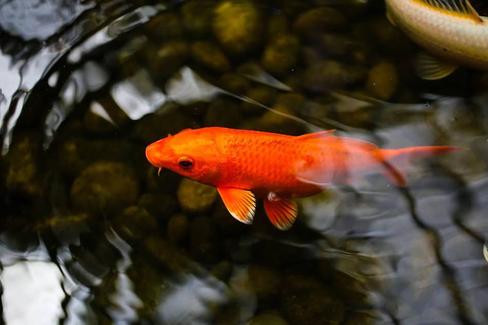 Bright orange goldfish swimming in a pond with rocks and water ripples.