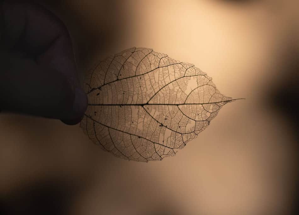 Close-up of a leaf skeleton showing intricate vein patterns.