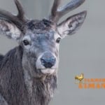 Close-up of a majestic deer with large antlers for fall wildlife.