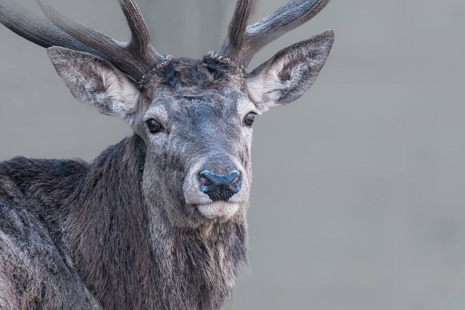 Close-up of a majestic elk with large antlers and gray fur.