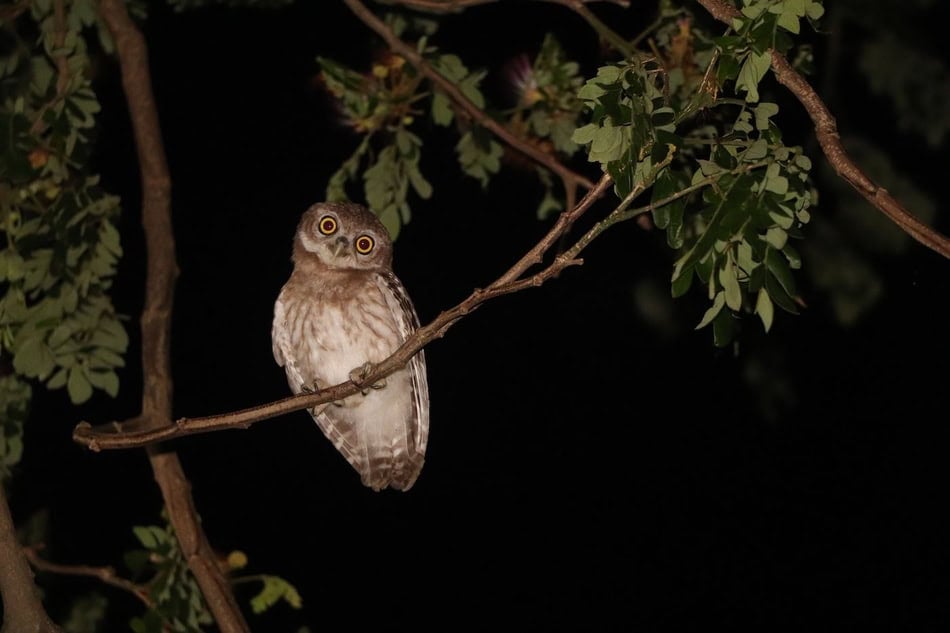 Small owl perched on a tree branch at night, glowing eyes in darkness.