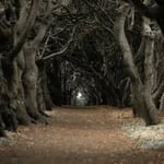 Dark, twisted trees forming a mysterious forest pathway in autumn.