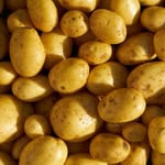 Fresh yellow potatoes, ideal for planting or culinary use, shown in a close-up view.