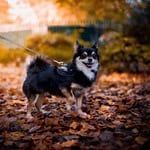Small dog on a leash in autumn leaves, enjoying outdoor walk.