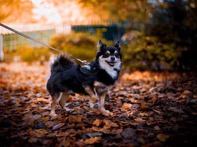 Is Your Dog Eating Acorns? Here’s Why You Should Stop Them featured image
