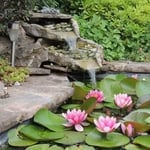 Serene backyard pond with pink water lilies, waterfall, and lush greenery.