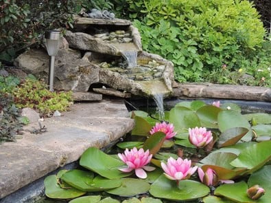Before Your Backyard Pond Freezes, Do These Things Now featured image