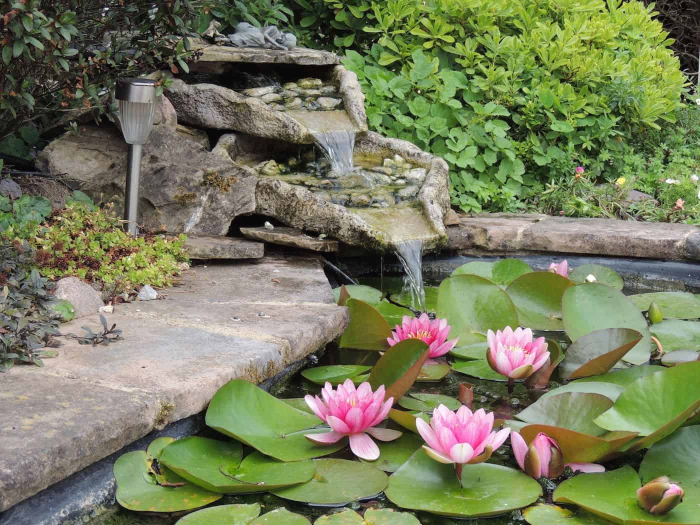 Serene backyard pond with pink water lilies, waterfall, and lush greenery.