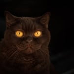 Close-up of a black cat with glowing yellow eyes in darkness.
