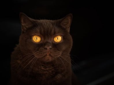Why Do Cats’ Eyes Glow in the Dark? The Science Behind That Spooky Stare featured image