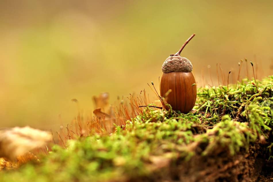 Small snail on mossy log with blurred background.