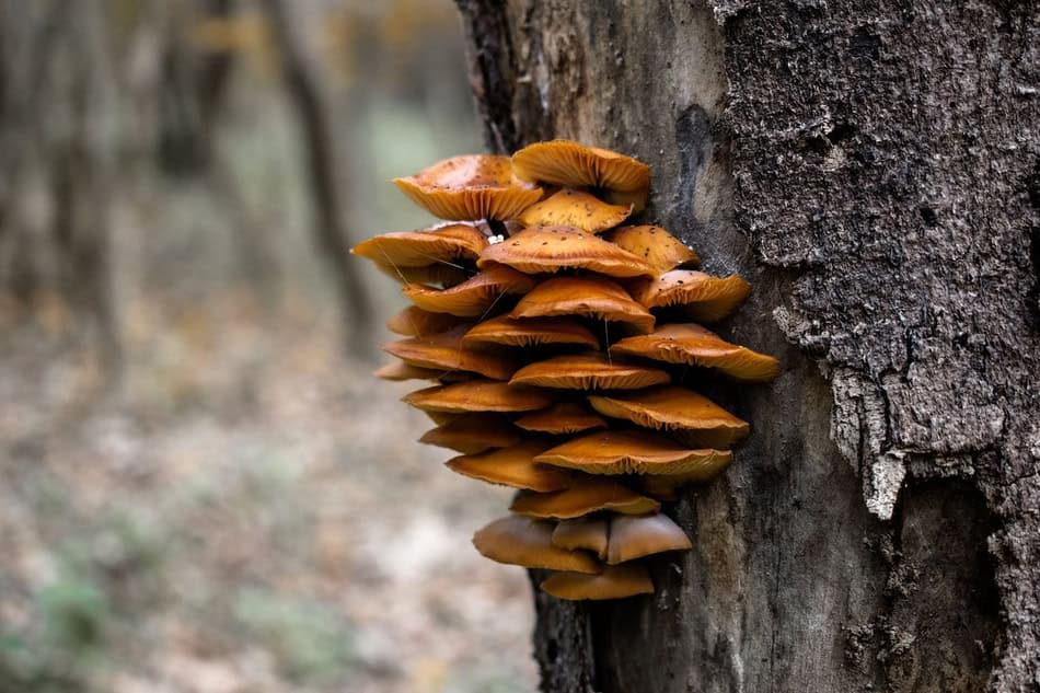 Cluster of brown mushrooms growing on a tree trunk in the forest.