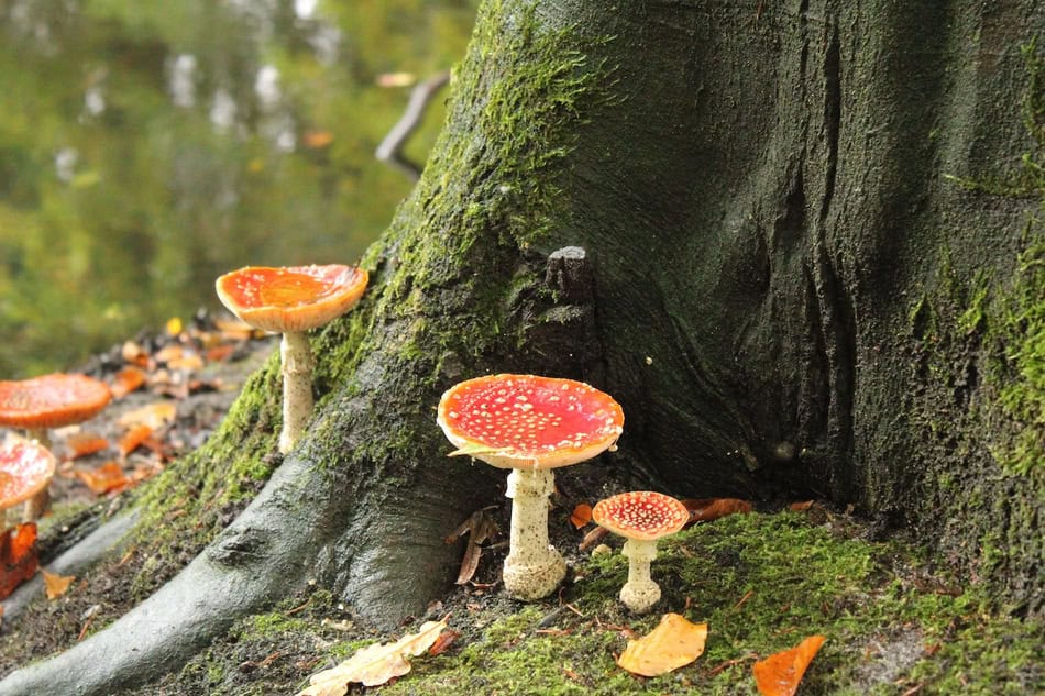 Mushrooms sprouting at the base of a tree in a forest setting.