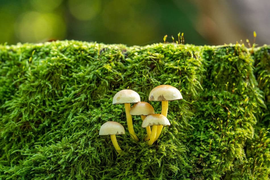 Small white mushrooms sprouting on a moss-covered log in a forest.