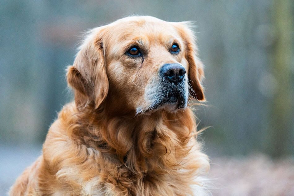 Golden retriever dog outdoors in fall with shedding fur.