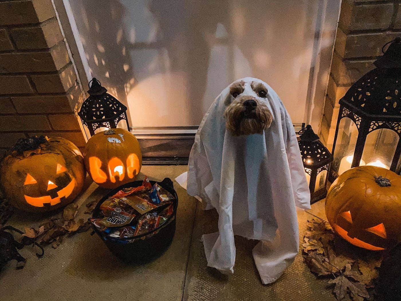 Dog in a ghost costume sits on the porch with carved pumpkins and lanterns for Halloween