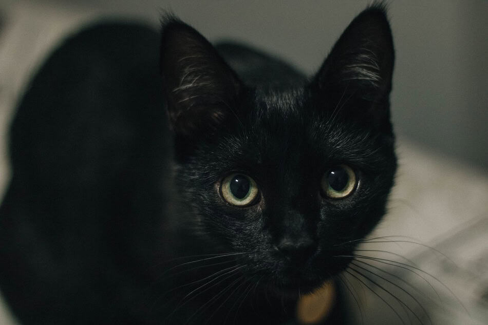 Close-up of a black cat with green eyes and alert expression.