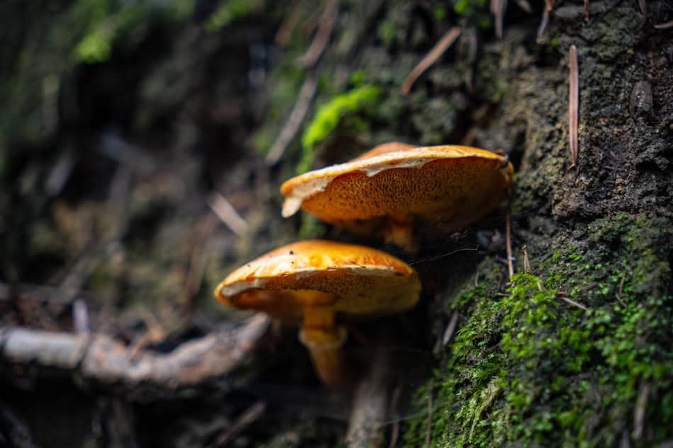 Two mushrooms growing on a tree trunk with moss and bark details.