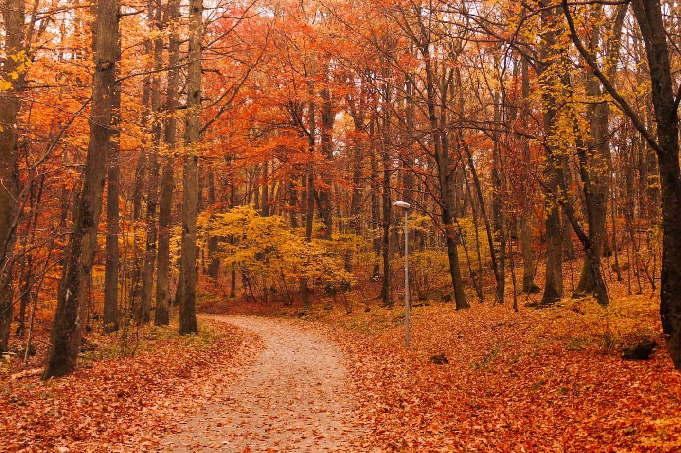 Scenic autumn forest with colorful leaves and a winding path.