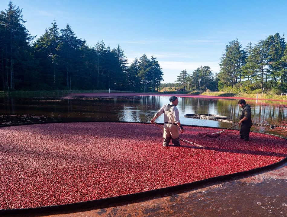 Farmers harvest cranberries from a flooded bog in a scenic outdoor setting.