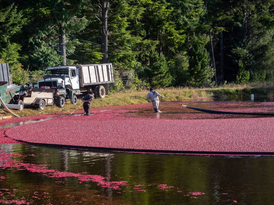 Workers harvest cranberries from a flooded bog during fall season.