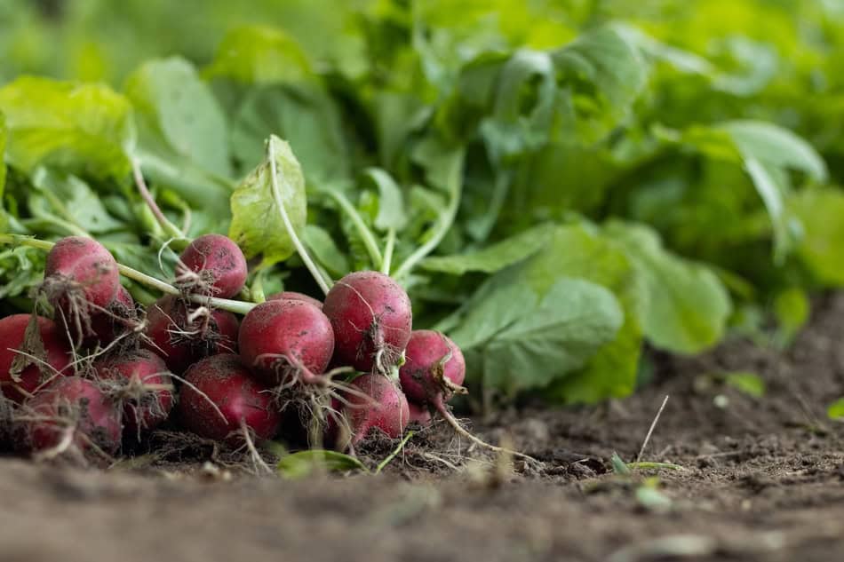 Fresh radishes growing in soil with green leaves in the background.