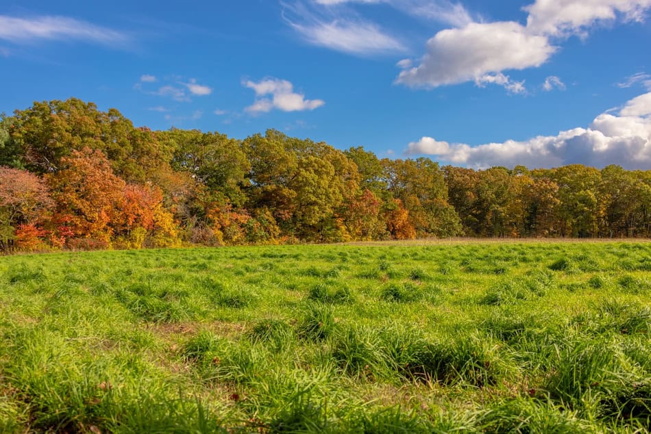 Scenic autumn landscape with green field and colorful trees under blue sky.