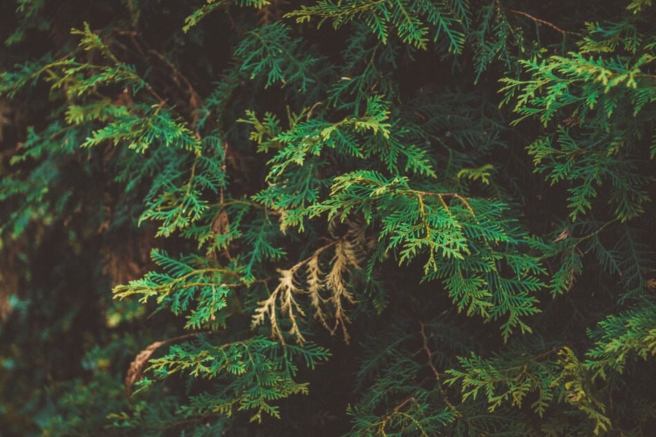 Close-up of green evergreen leaves with some yellowing tips.
