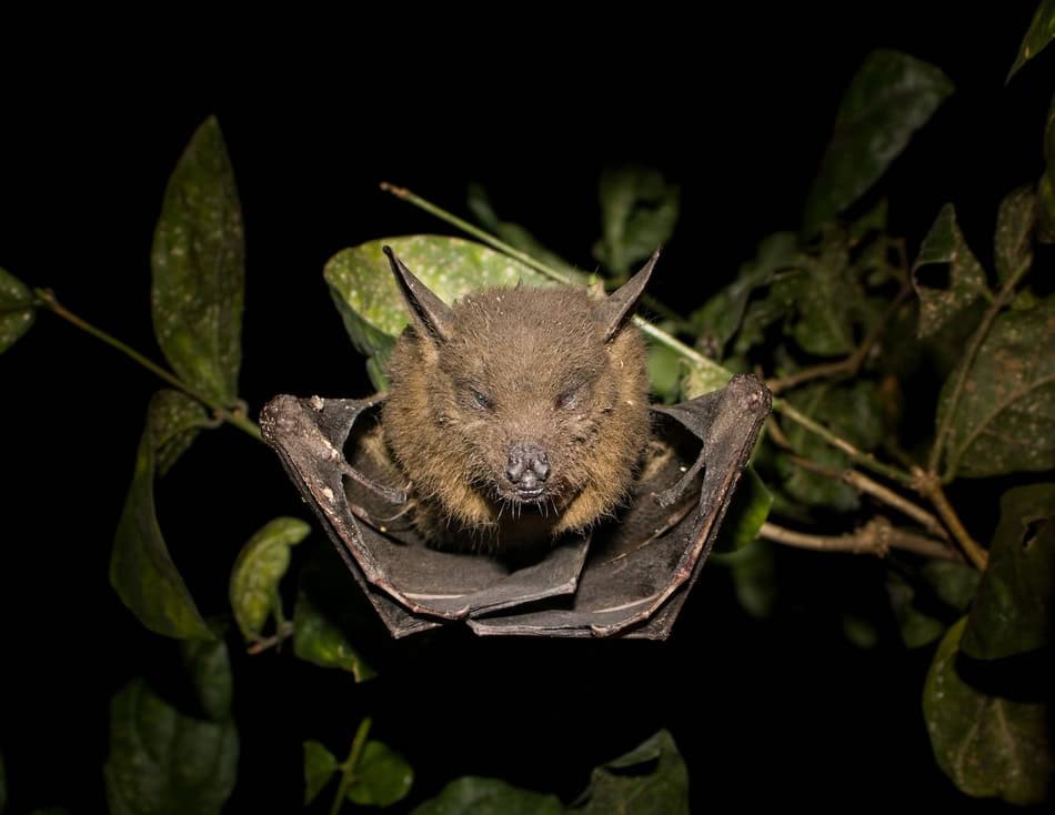 Close-up of a bat resting on a tree branch at night.