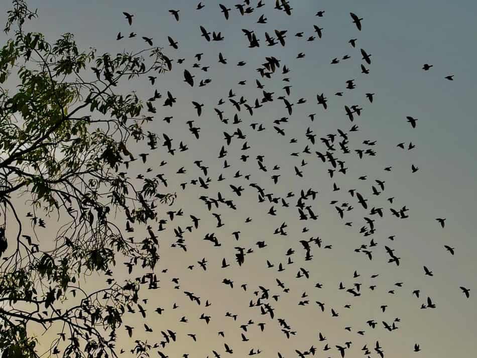 Large flock of bats flying at dusk, possibly heading to winter roosts.