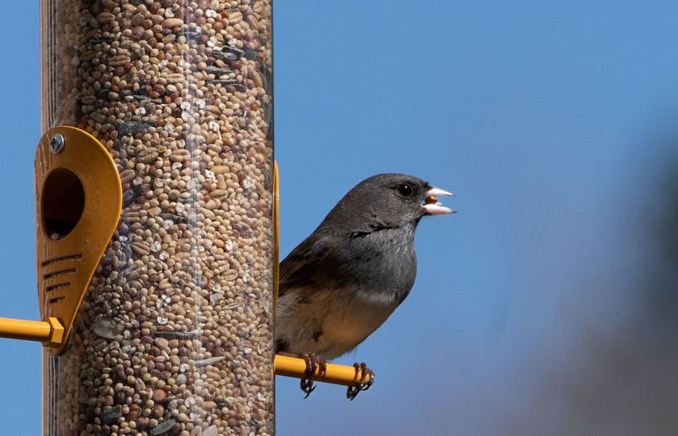 Gray bird perched on a feeder with seed, winter scene, blue sky background.