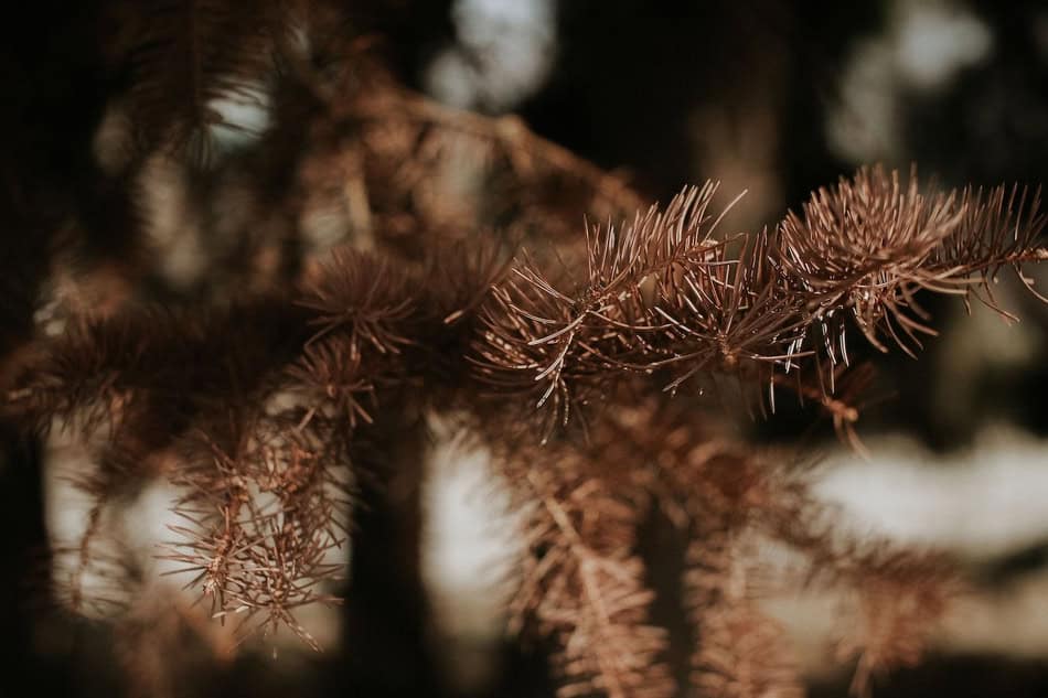 Close-up of yellowing evergreen pine branches in autumn.
