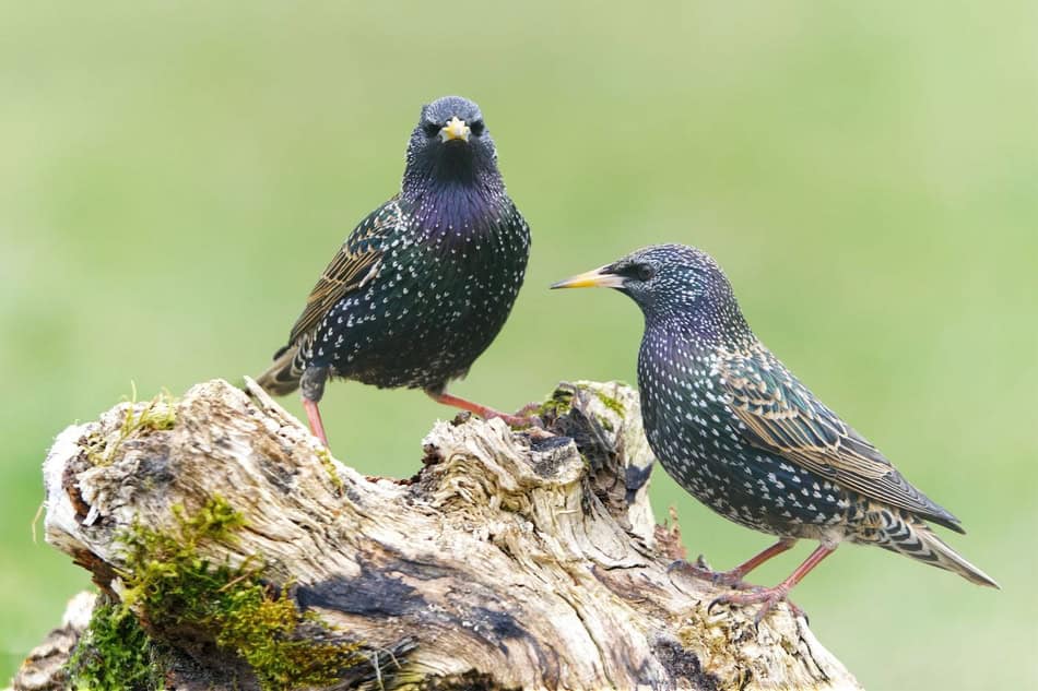 Two European starlings perched on a tree branch in fall.