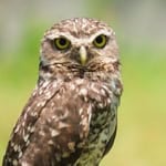 Close-up of a barn owl with piercing yellow eyes in a green environment.