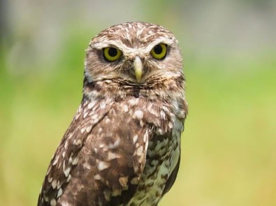 Why Can Owls Turn Their Heads So Far Without Hurting Themselves? featured image