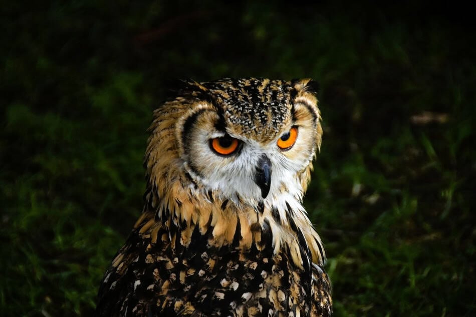 Close-up of an owl with striking orange eyes and detailed feathers.