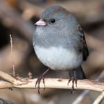 Small gray bird perched on a branch in a winter yard scene.