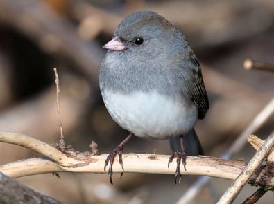 The Little Gray Bird That Just Showed Up in Your Yard Is One of Winter’s First Arrivals featured image