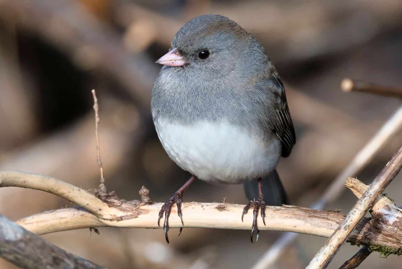 Small gray bird perched on a branch in a winter yard scene.