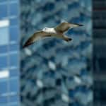 Seagull soaring past modern glass buildings in an urban setting.