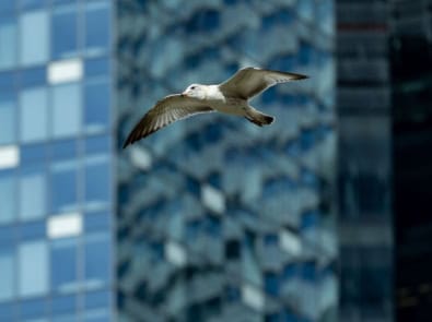 Why Birds Hit Windows More Often in Fall and How to Help featured image