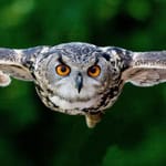 Barn owl flying with outstretched wings against green background.