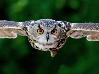 Why Owls Became Creatures of Witches, Omens, and Wisdom featured image