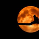 Silhouette of a black cat on a branch with a full orange moon in the background.
