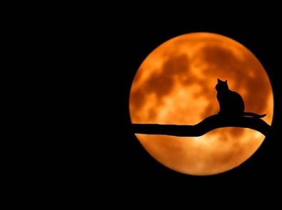 Black Cats: The Folklore Behind Their Mysterious Reputation featured image
