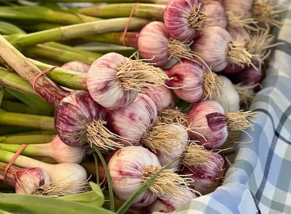 Fresh garlic bulbs with green stalks on a checkered cloth.