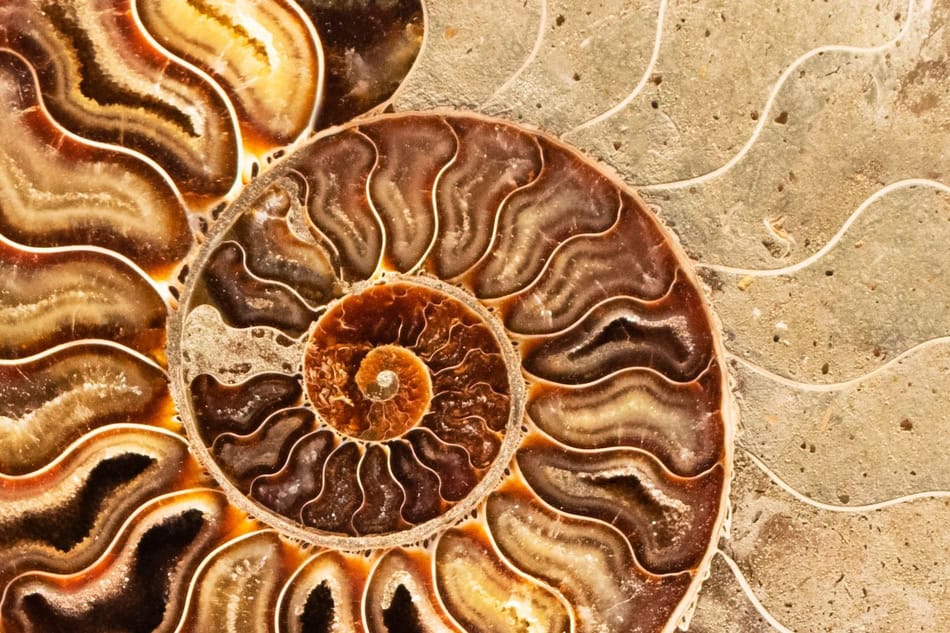 Close-up of a fossilized nautilus shell showing intricate spiral patterns.